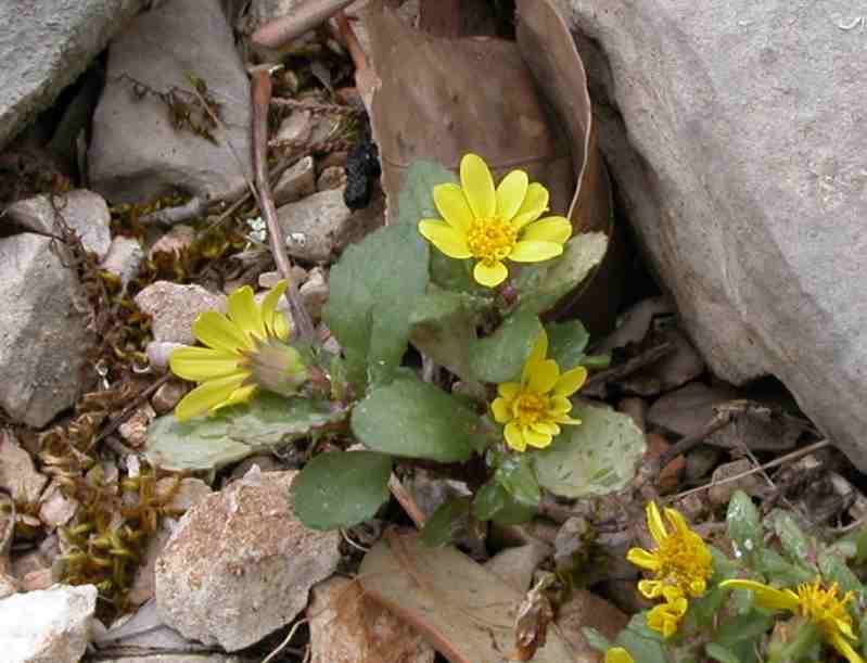 Senecio leucanthemifolius